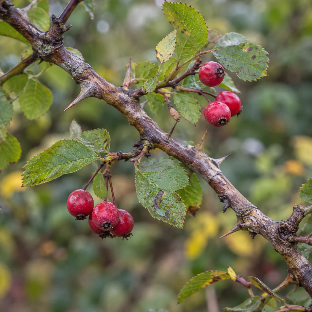 Botanisches Bildmotiv mit Zweig, Dornen und roten Beeren
