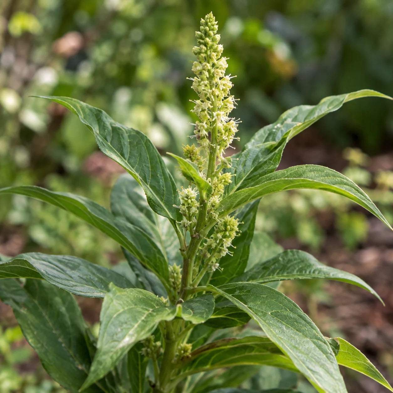 Botanische Nahaufnahme für Stillingia-Extrakt