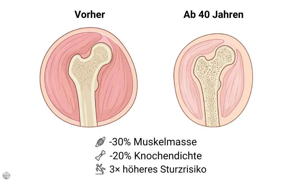 Illustration: Die Muskel-Abschaltung: Ab 40 schaltet dein Körper seinen größten Kalorienverbraucher ab, und kein Arzt hat mir das je gesagt