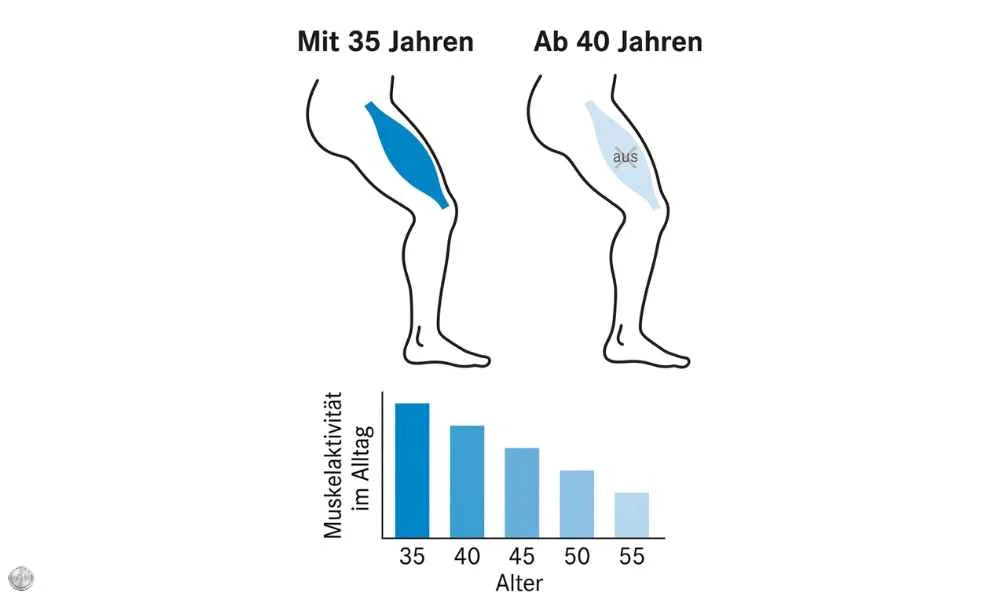 Illustration: Die Muskel-Abschaltung: Ab 40 schaltet dein Körper seinen größten Kalorienverbraucher ab, und kein Arzt hat mir das je gesagt