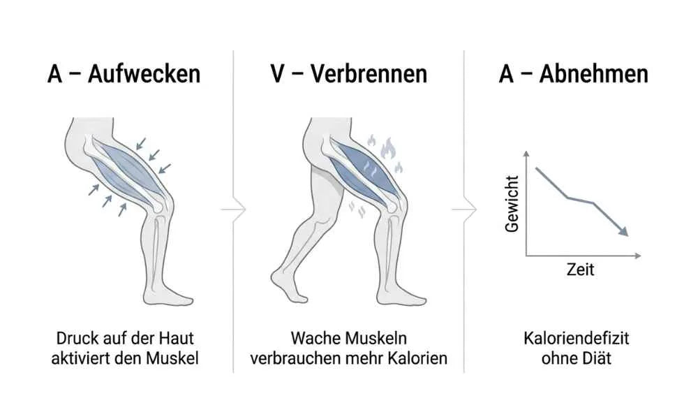Illustration: Die AVA-Methode: Erst die Muskeln aufwecken, dann sinkt das Gewicht von allein